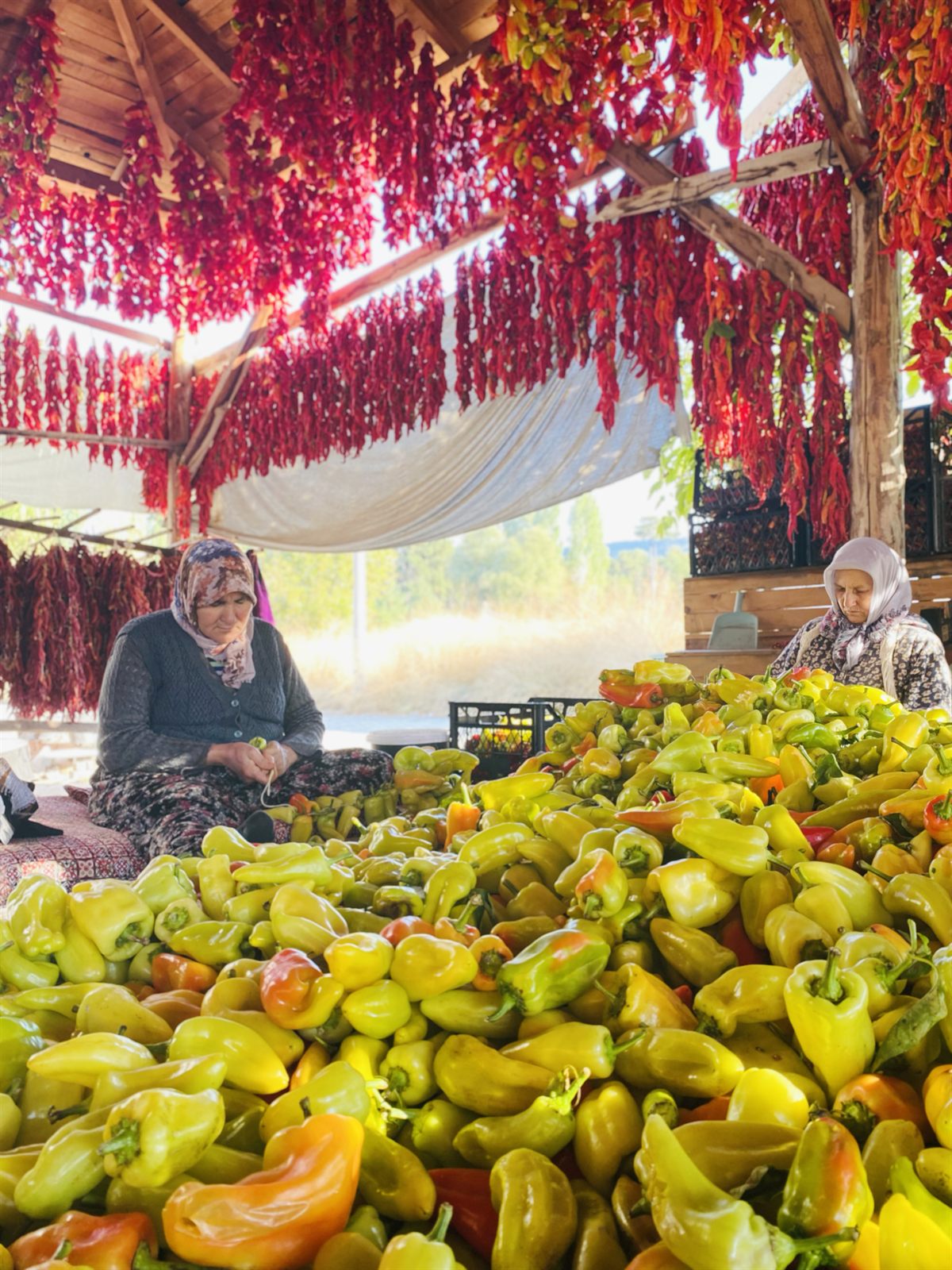 Kurutulmuş Kale biberi